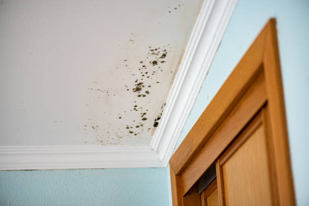 Best Commercial Mold Remediation in Danbury, CT