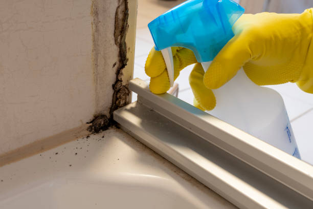 Best Mold Remediation for Schools in Danbury, CT