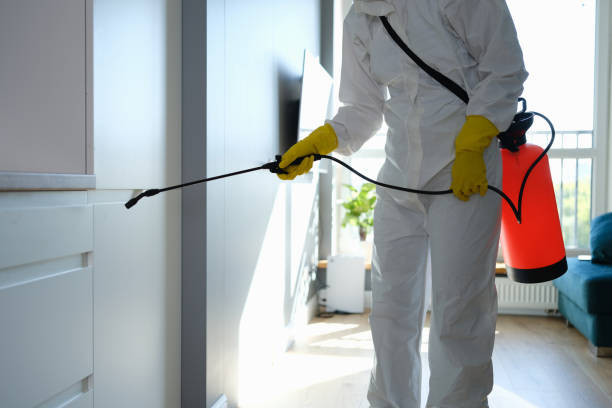 Best White Mold Remediation in Danbury, CT