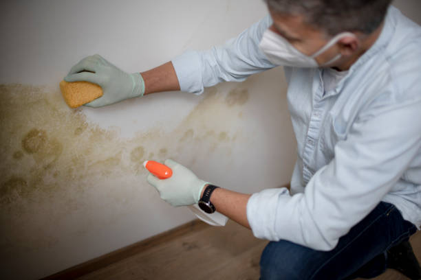 Best HVAC Mold Remediation in Danbury, CT