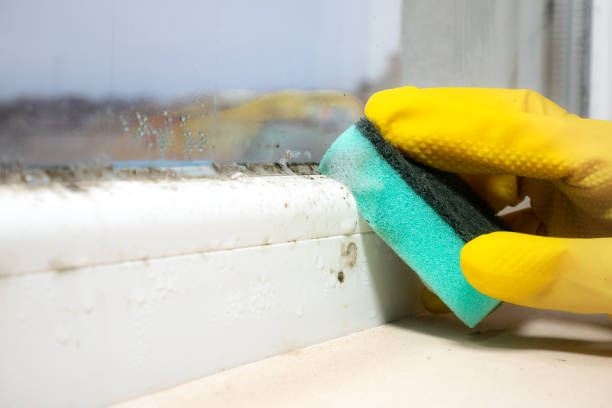 Best Attic Mold Remediation in Danbury, CT