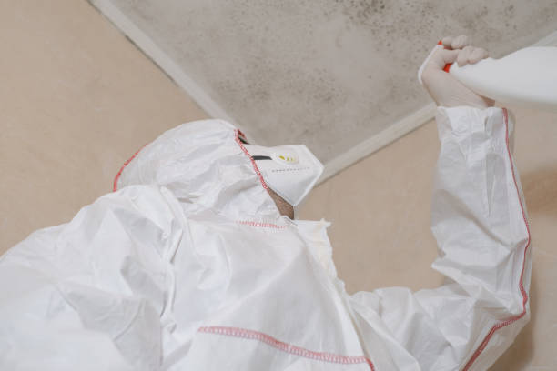 Best Attic Mold Remediation in Danbury, CT