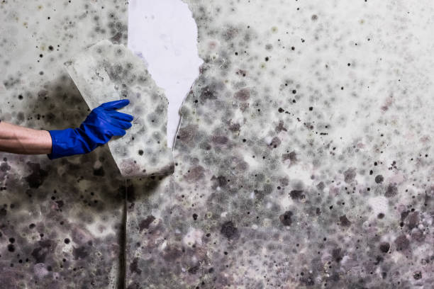 Best Emergency Mold Remediation in Danbury, CT